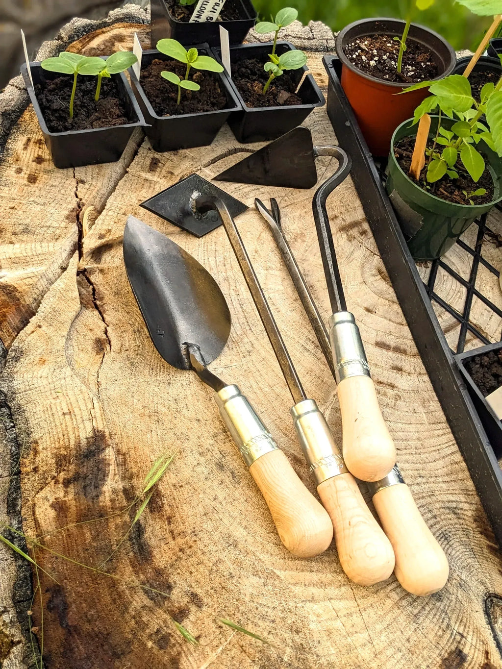 4 Piece Gift Set: Scuffle Weeder, Large Trowel, V-Hoe & Weeding Fork Homestead Iron on wooden background with plant starts. 