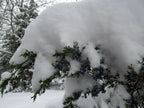 Juniper Evergreen Salve – Wildcrafted Herbal Winter Remedy Missouri Herbs Juniper with snow