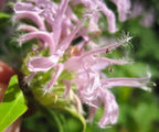 Monarda flower Antimicrobial & Antifungal – Wildcrafted Herbal Remedy Missouri Herbs