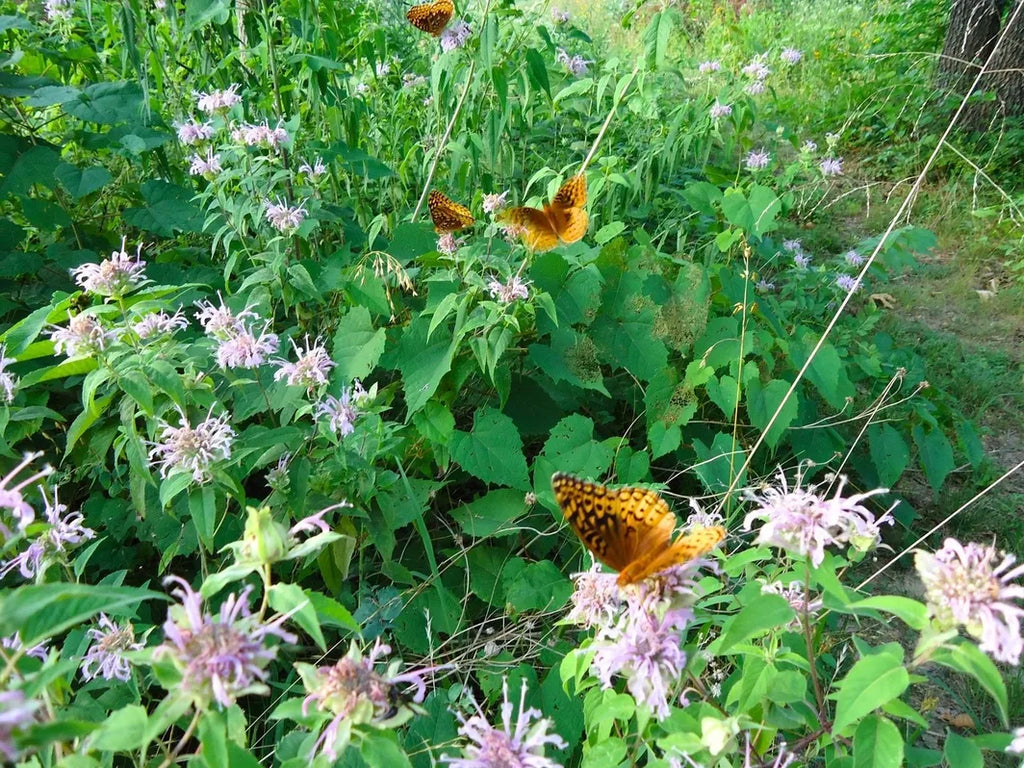 Monarda Antimicrobial & Antifungal flower with butterflies  Wildcrafted Herbal Remedy Missouri Herbs 