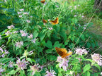 Monarda Antimicrobial & Antifungal flower with butterflies  Wildcrafted Herbal Remedy Missouri Herbs 