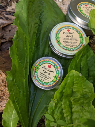 Plantain salve Missouri Herbs on giant plantain leaf. 